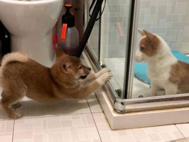 sam急得一趟趟进出 挠门咬门