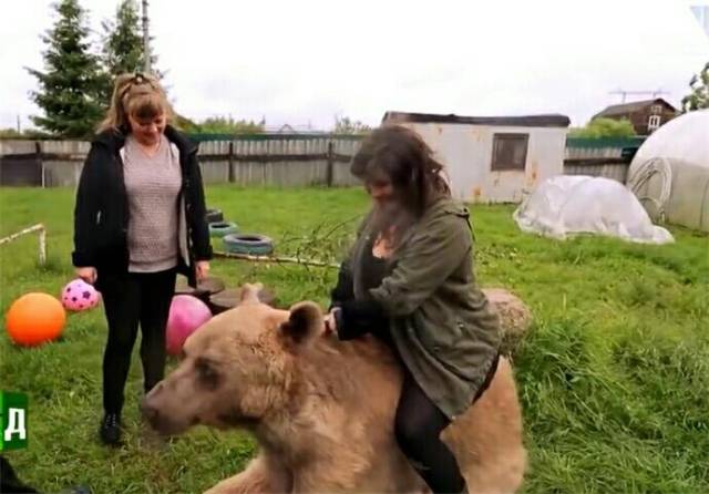 战斗民族女子想骑熊 一头几百斤重的棕熊瞬间被玩成了宠物马