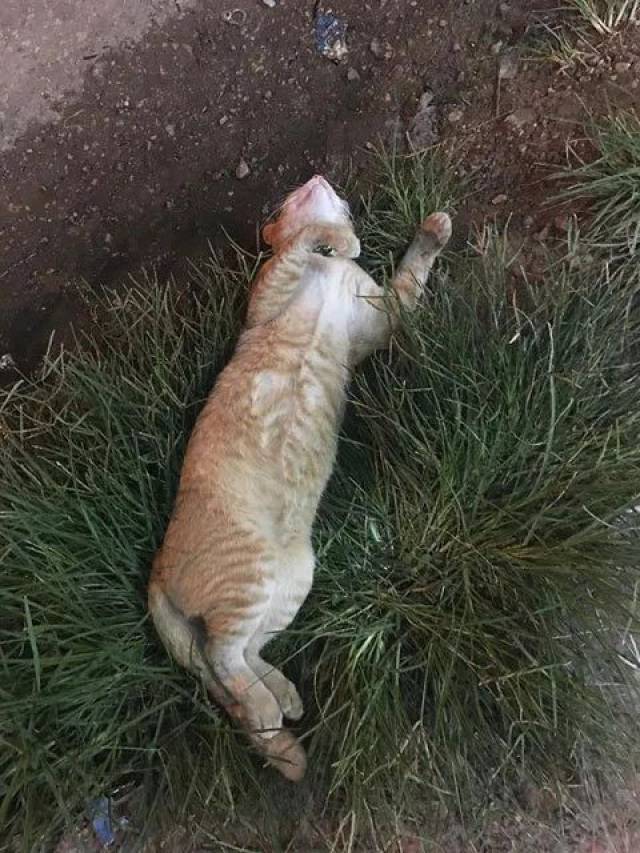 摊前死掉的橘猫,知道真相的顾客哭笑不得.