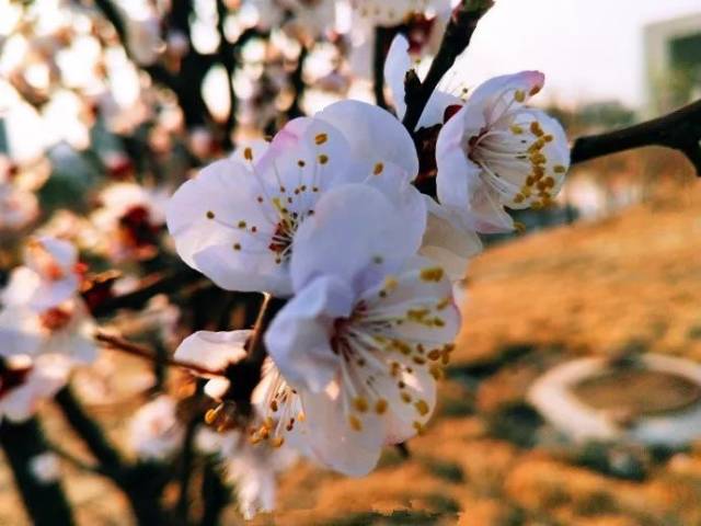 和桃花的粉愈发鲜亮 柳绦垂摆探涟漪 迎春花艳绝凡尘 网友@闹他的花楹