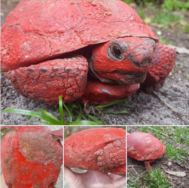 美国加州发现一只全身红色的乌龟真相让人愤怒