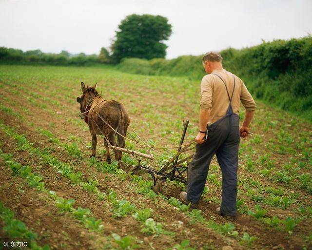 农村俗语"锄头底下有三宝"你们知道有那三宝吗?