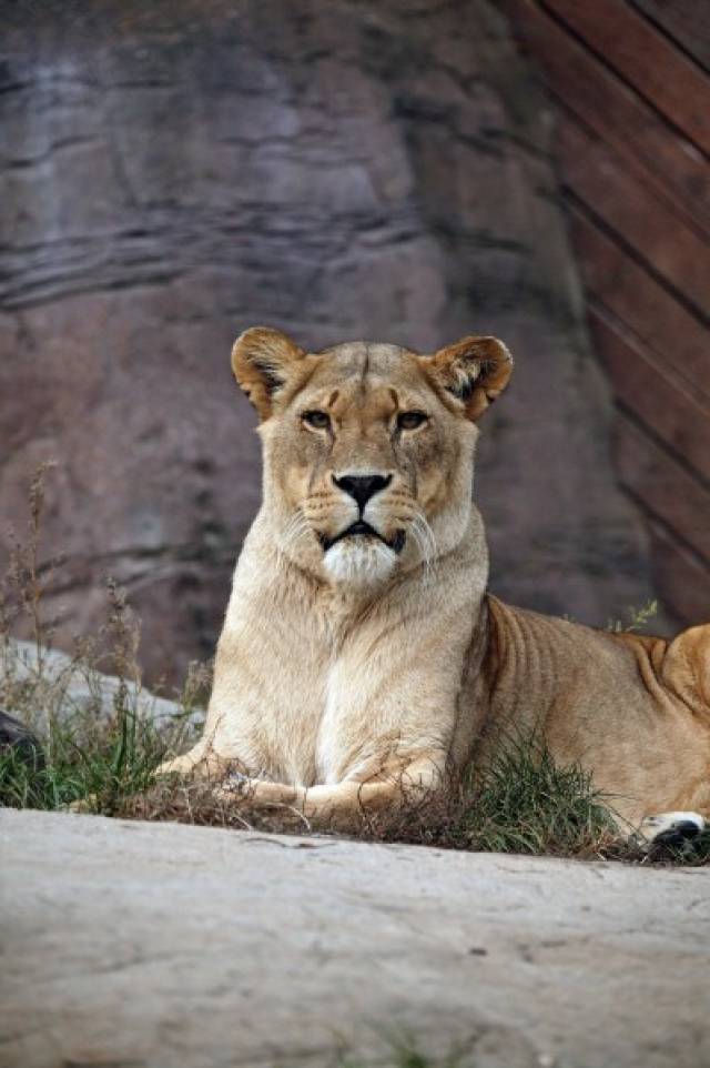 動物世界: 兇猛的野生母獅子圖片(12張)