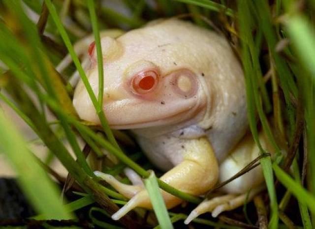 白化变异牛蛙