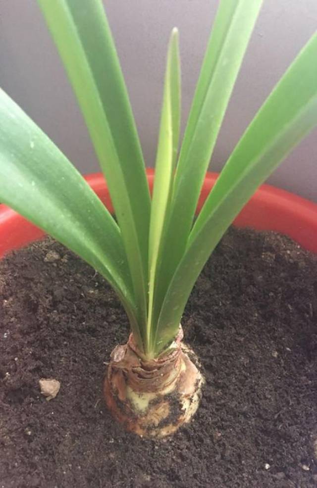 朱顶红注定红这么旺的花你入手没