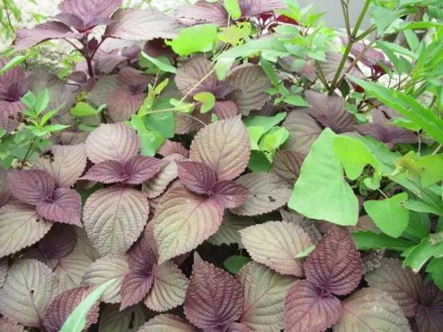 为什么一大群斗门婆乸在路边采草子?原来这么多好处!