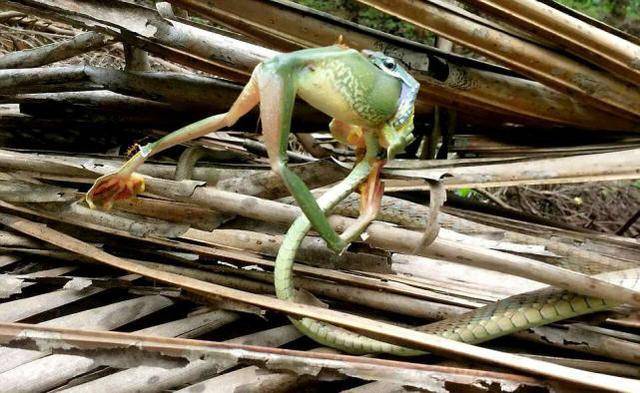 小蛇吞食比自己身体大数倍的大青蛙,整个过程十分痛苦!