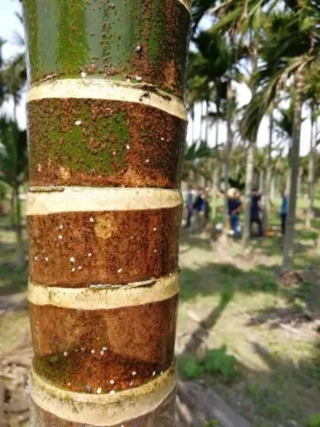槟榔细菌性条斑病照片图片