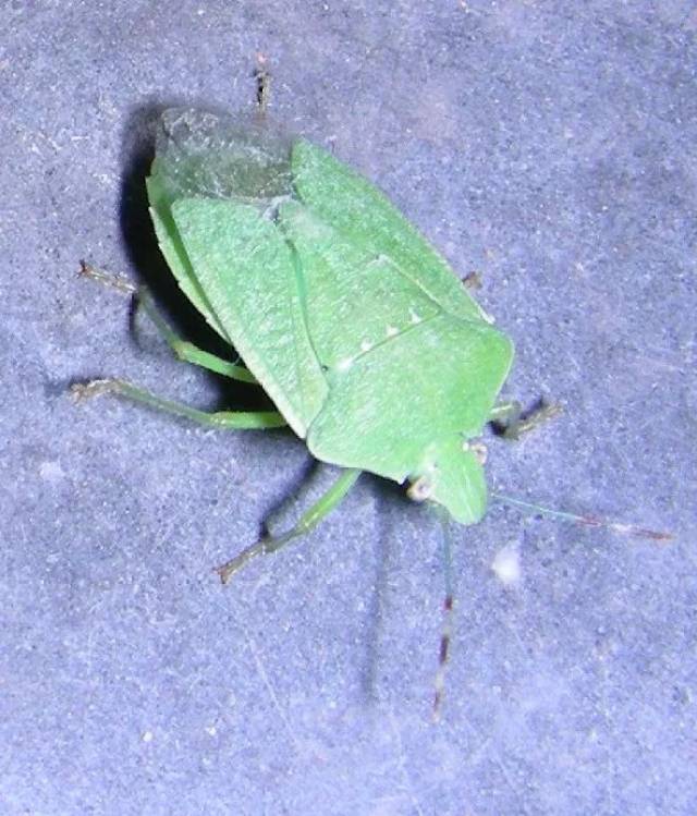 "绿盲蝽"在猕猴桃叶片出没!及时发现,及时防治