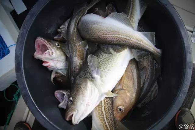 开着越野车看不一样的冰岛,北极里的格陵兰