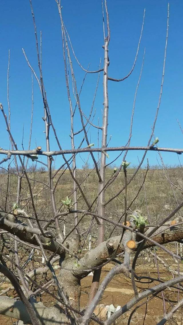 苹果管理三十六忌,第二忌—偷梁换柱(背上结果)