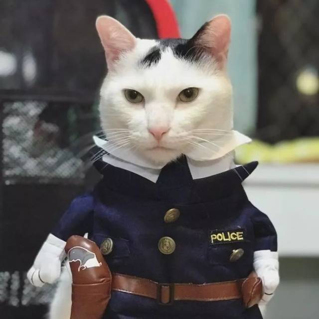 这猫长得也太像刘德华了吧,穿上警服帅炸了.