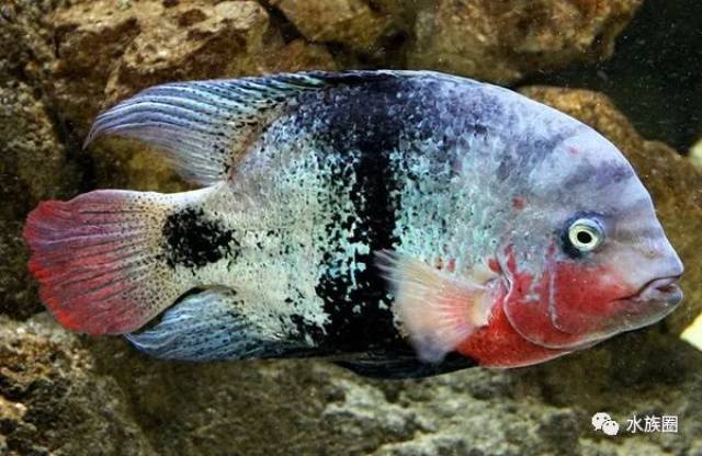 美洲慈鲷资料大全|【水族圈低调分享】_手机搜狐网