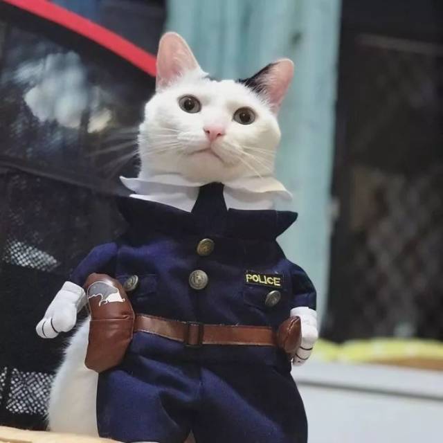 这猫长得也太像刘德华了吧,穿上警服帅炸了.