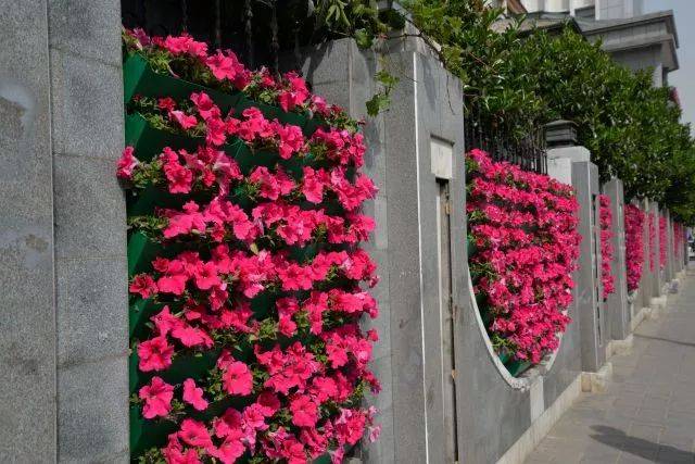 色彩艳丽的矮牵牛花墙