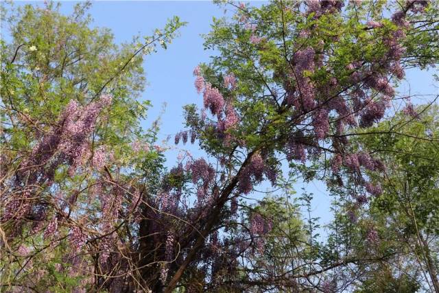 宁阳之约|又是一年槐花开,宁阳槐花节即将启动啦!