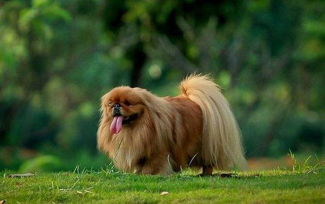 这只金丝犬陪着主人一起死了,太让人感动了