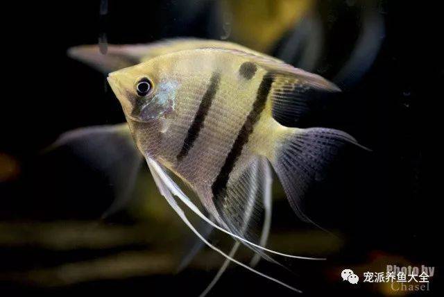 【每日一魚】長吻神仙魚,可以伴養在水草缸中!