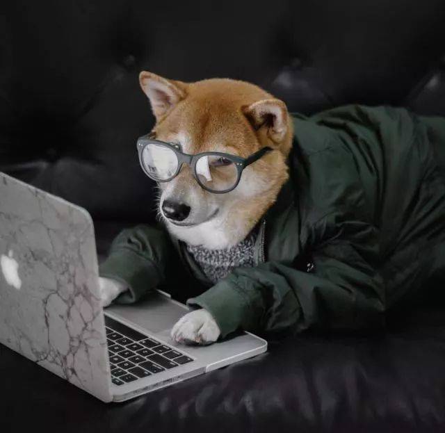 狗"掌"人"市":那只一身潮牌的柴犬当起了 adidas 的店员
