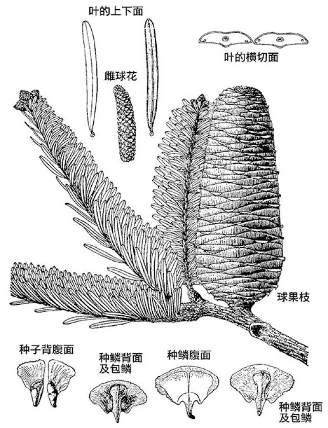 百山祖冷杉,野外仅三株:让危如朝露的它们"生娃"有多难?