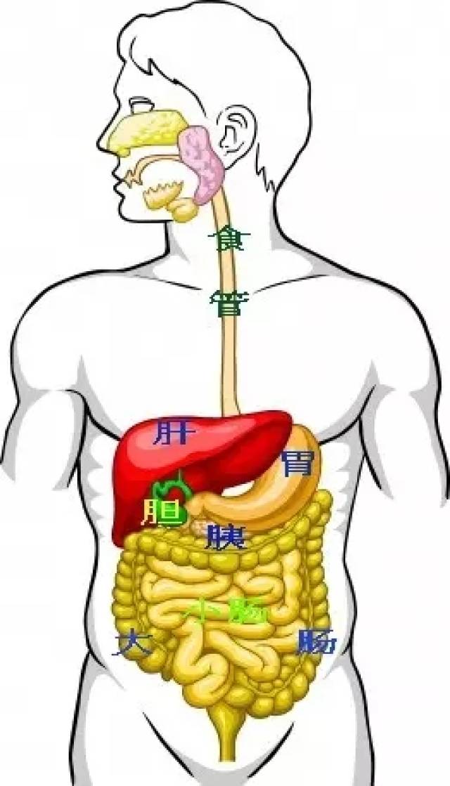 人的一生几乎都有过肚子痛的经                    肚子痛学名叫腹痛