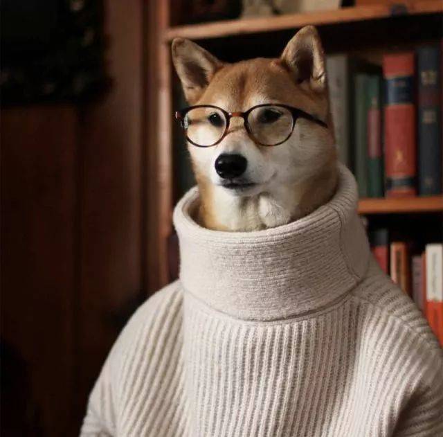 柴犬戴眼镜玩电脑高清图片