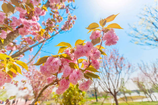 邂逅盐城大洋湾,醉美晚樱樱花季