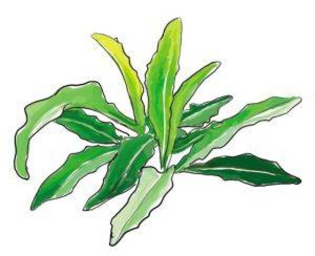 长在路边的中草药"苦菜"