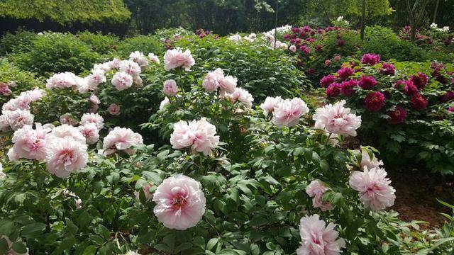 人间四月芳菲尽,邙山牡丹始盛开,洛阳免费公园牡丹也精彩