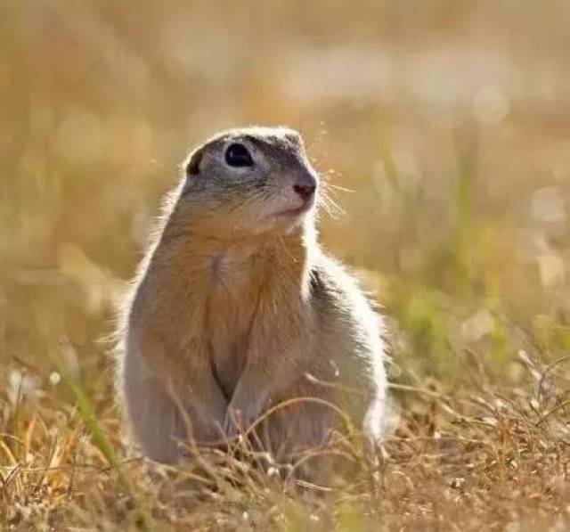 国产土拨鼠之谜