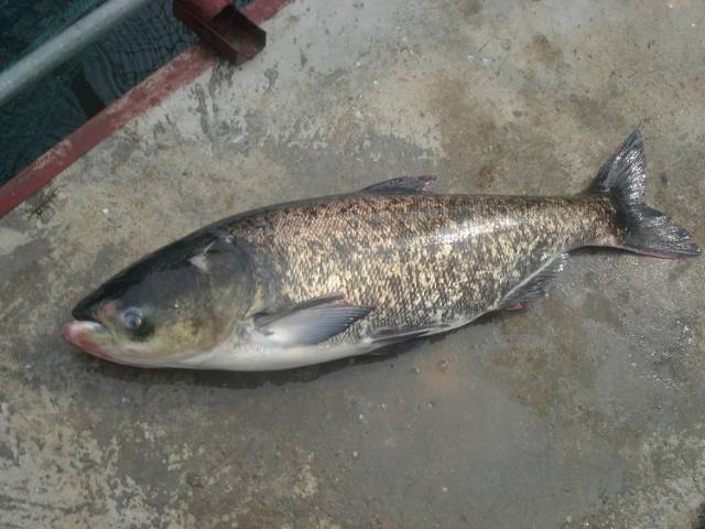 钓鱼秘籍送给爱钓鲢鳙的你