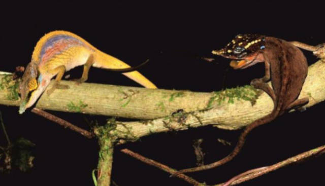 把最美的一面展示给她,雄性彩虹变色龙求爱显真颜_手机搜狐网