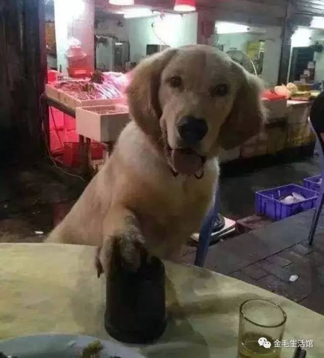 主人和金毛摇骰子喝酒金毛颇有赌神风范脸部神情太到位了