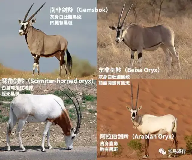 捻角羚(kudu)