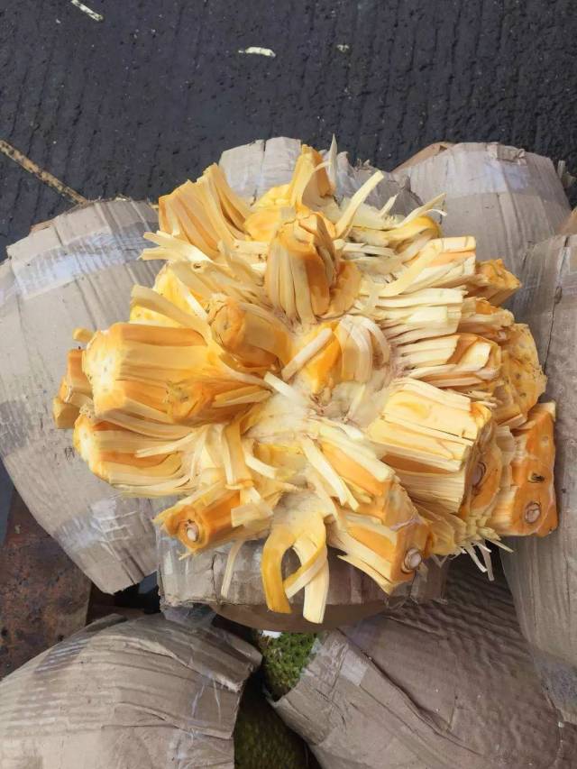 菠萝蜜的知识