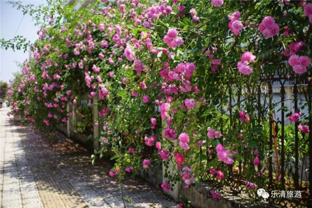 长长的蔷薇花围栏,拉出了一个多月的热闹