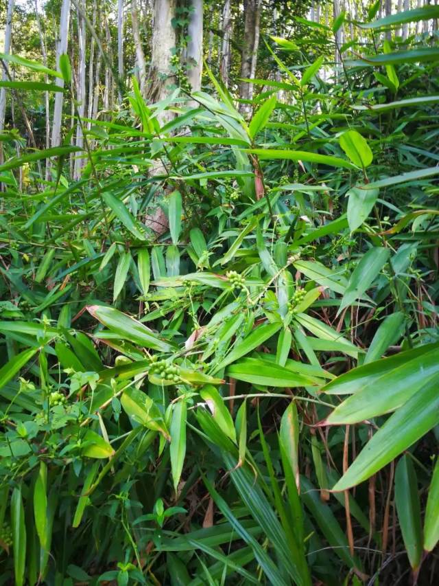 被誉为热带宝岛,南国药库的海南,拥有神奇南药——益智仁!