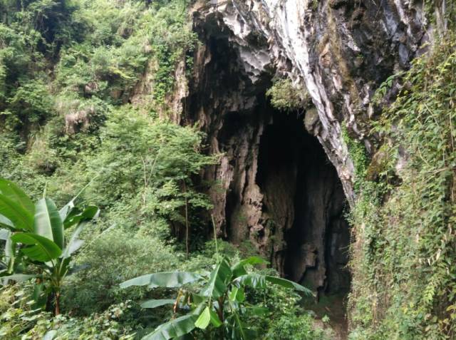 贵州发现一处天然大山洞,洞口高215米,里面住着近100万只燕子