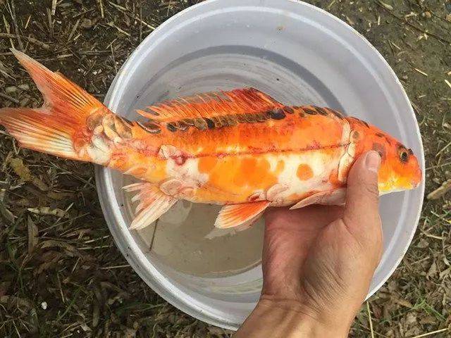 看这鳞片是生病了还是变异了