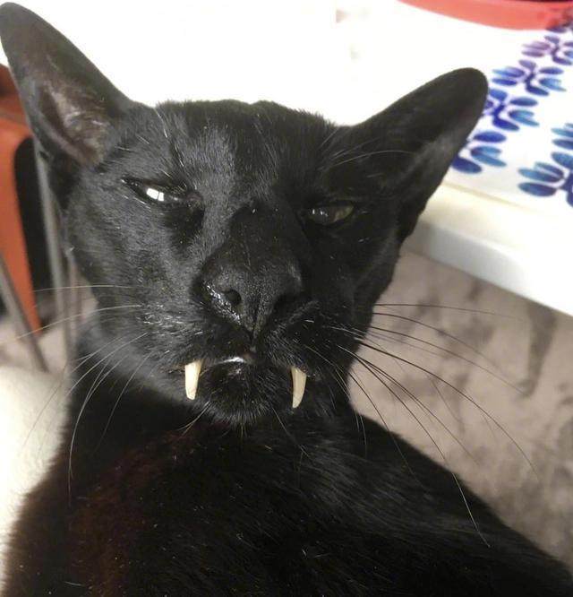 养一只看起来很凶的猫是一种什么样的体验?小心脏噗通噗通的