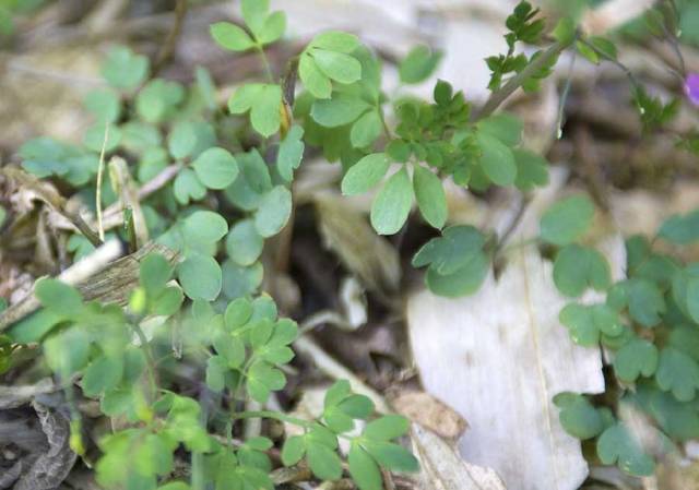 农村一种野草,人称"一粒金丹",根似"金元宝",是止痛良药