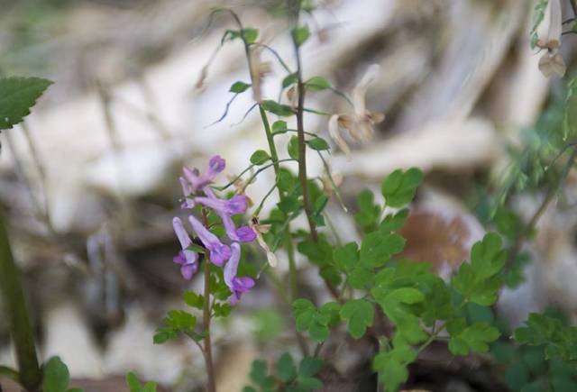 农村一种野草,人称"一粒金丹",根似"金元宝",是止痛良药
