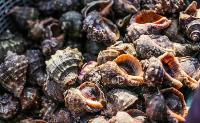 海荸荠: 12元/斤