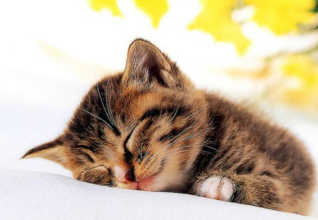 猫不喝水能吃猫糖吗,猫不喝水可以吃猫糖吗