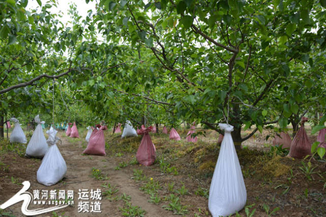 临猗:梨园"美景"引游客驻足