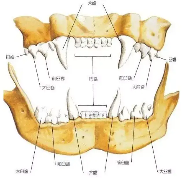 犬齿隆突位置图片