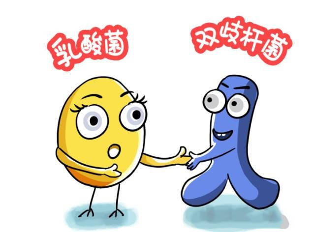 益生菌中的贵族——双歧杆菌有什么作用