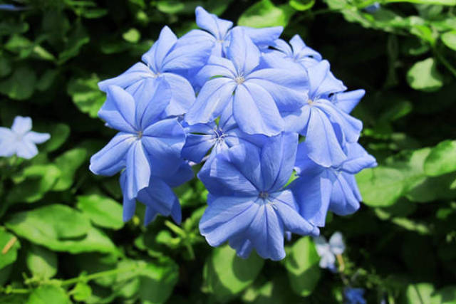 高冷蓝雪花,花期超长,耐热好养!