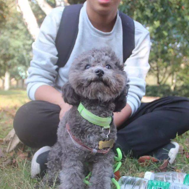 请大家留意身边是否有一只孤单小泰迪,它的主人正在寻找它!