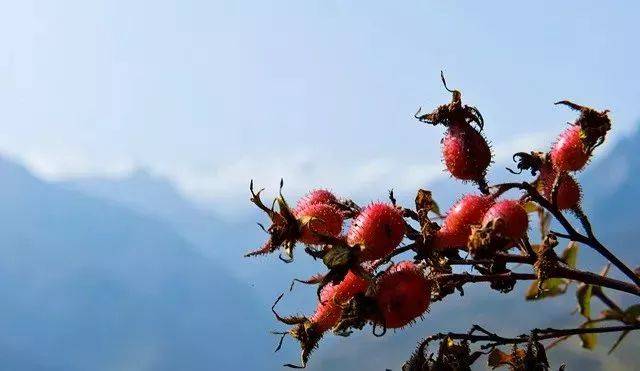 【野果】童年时天台人吃的这个野果,你还认识?